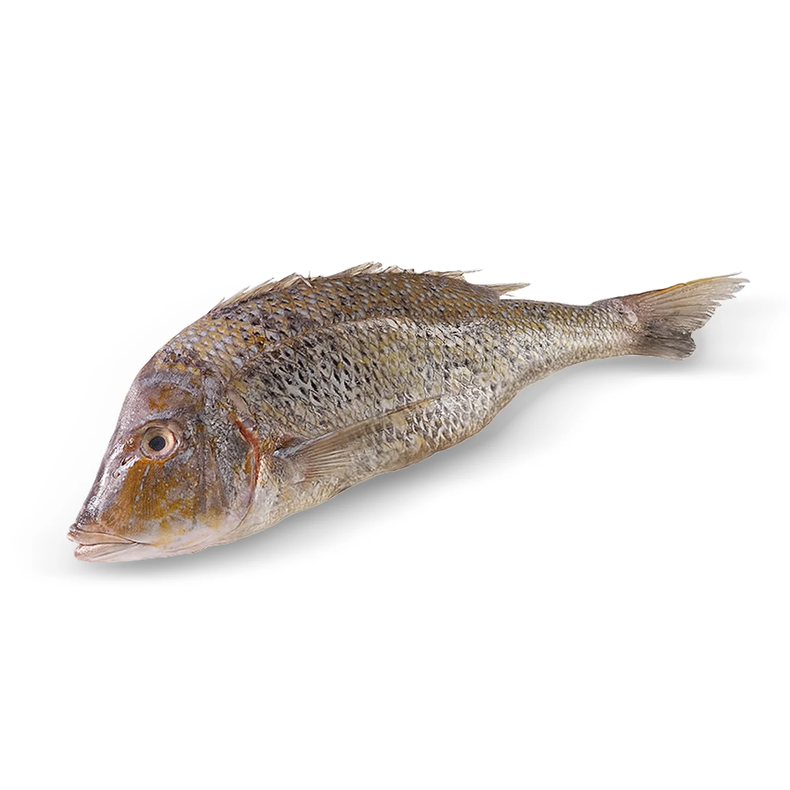 Συναγρίδα Ατλαντικού 500-1000gr
